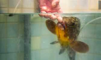 Bari, pescivendolo salva la vita a una cernia, la adotta e la chiama Elena